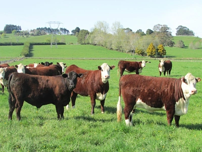 Rural  Rural Production Zone