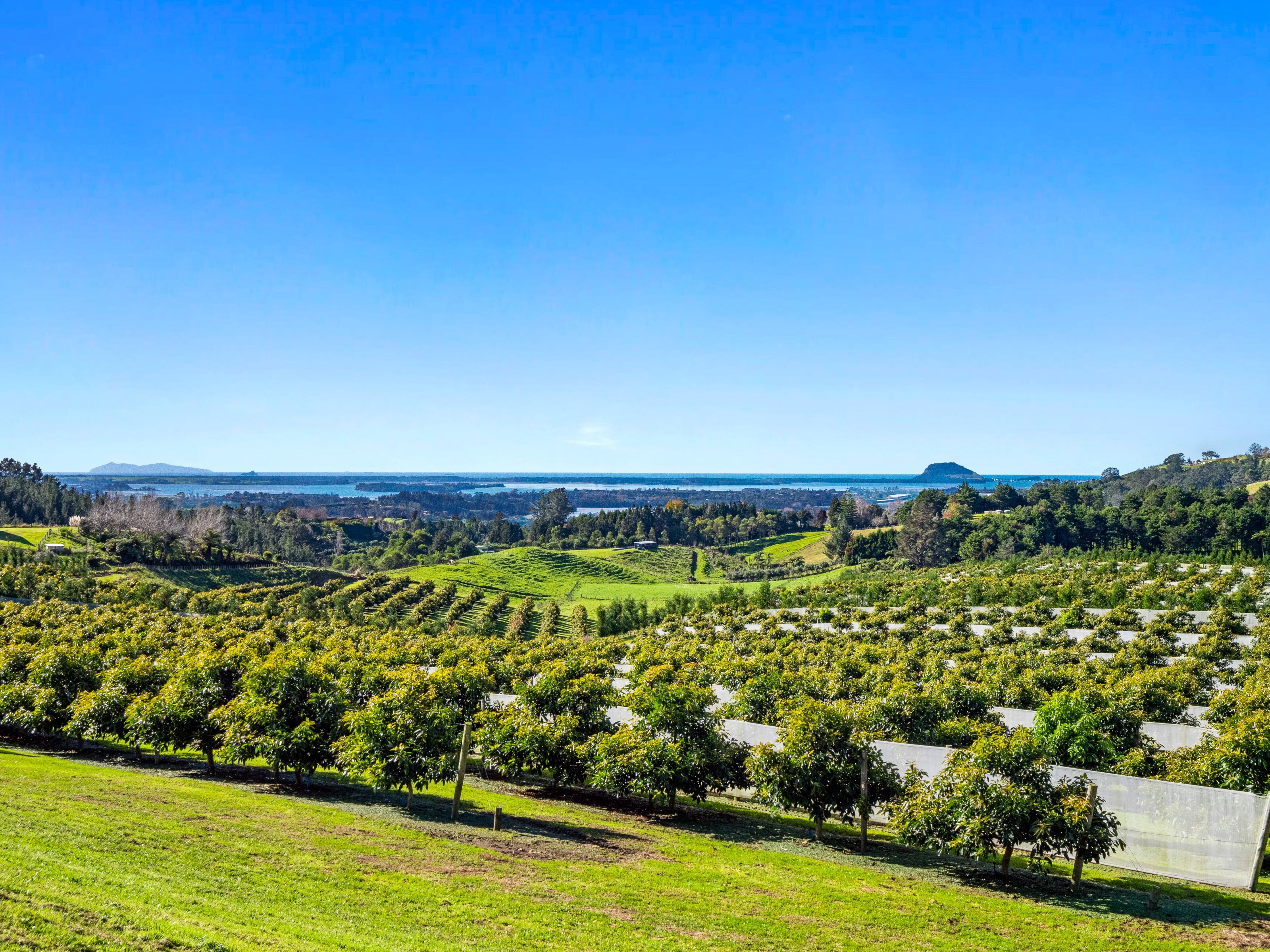 299b Whakamarama Road, Whakamarama, Bay Of Plenty, 1 rūma, 1 rūma horoi, Lifestyle Section