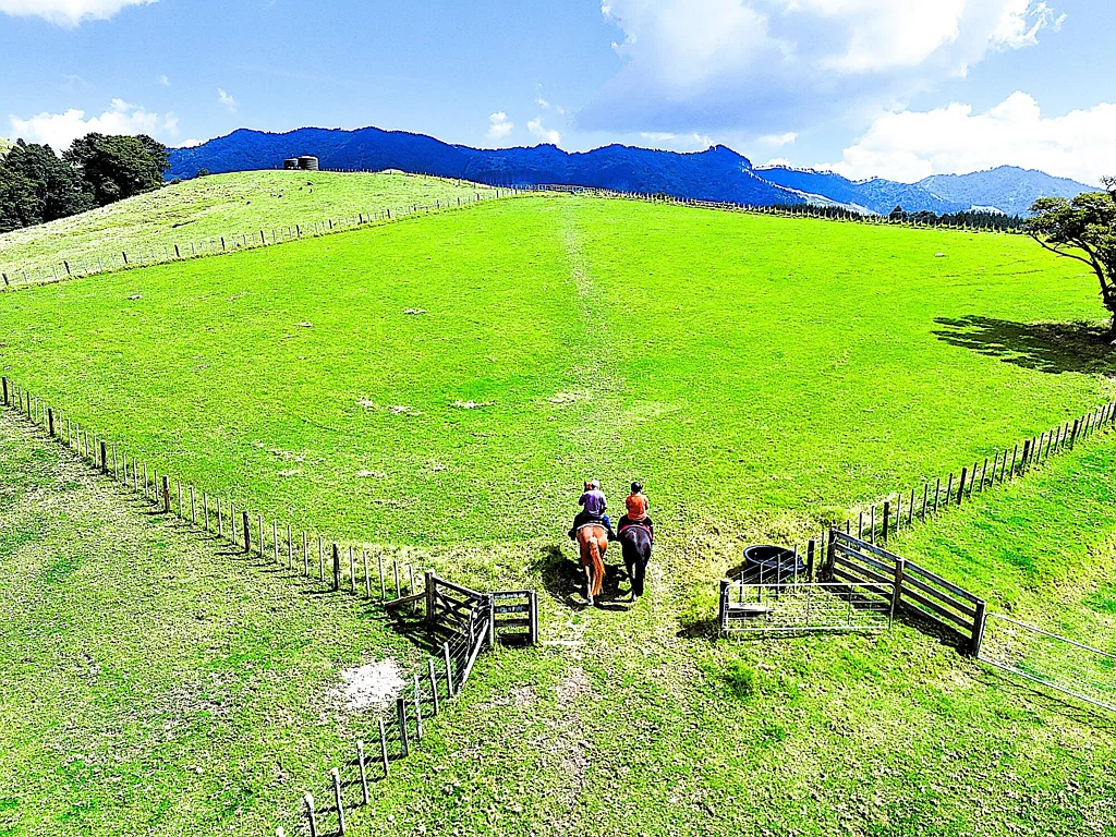 Dargaville Home, Land & Income Potential - 30ha - Ready to Go