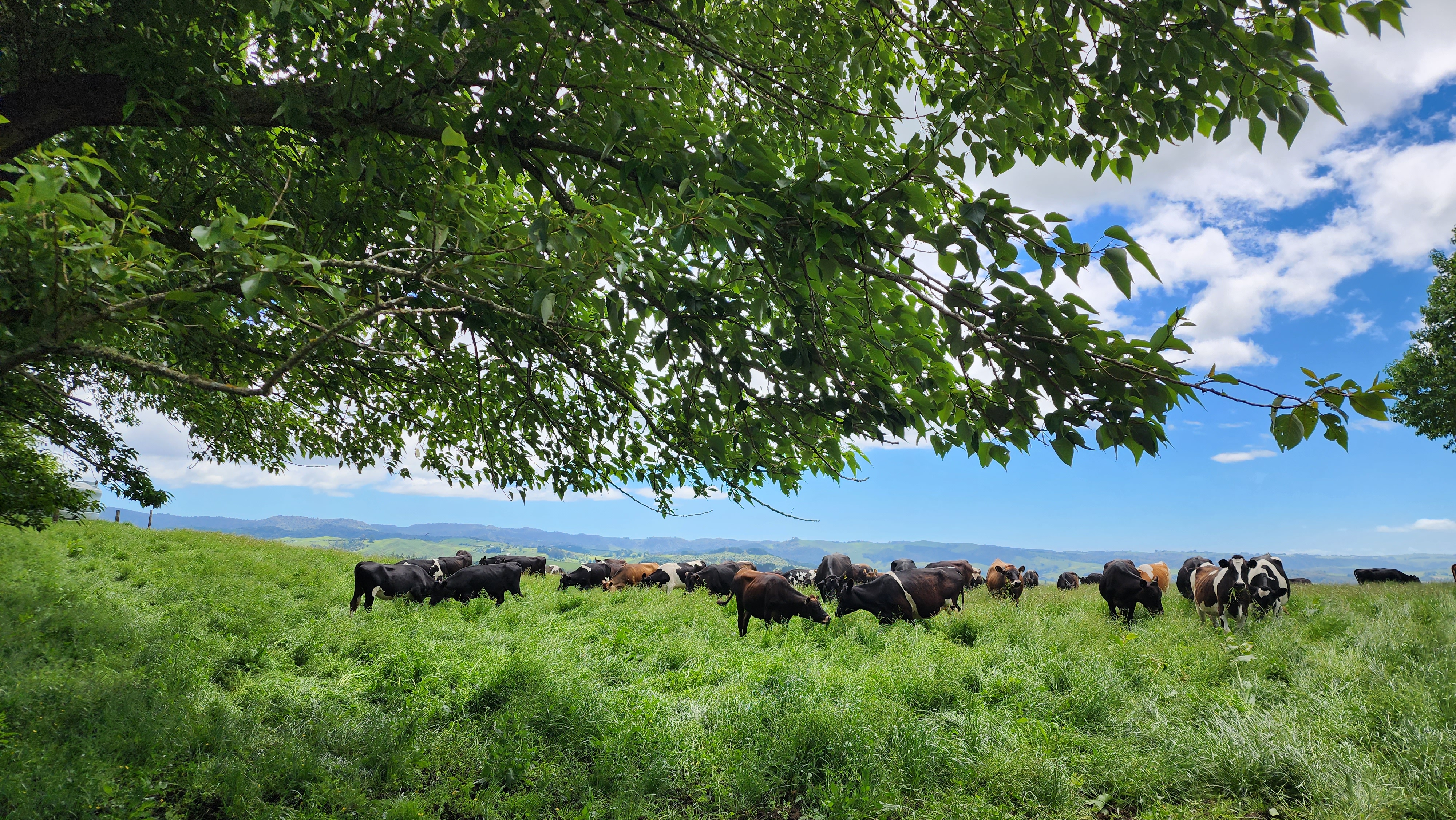 481 Honikiwi Road, Otorohanga, Otorohanga, 0 phòng ngủ, 1 phòng tắm, Bare Land