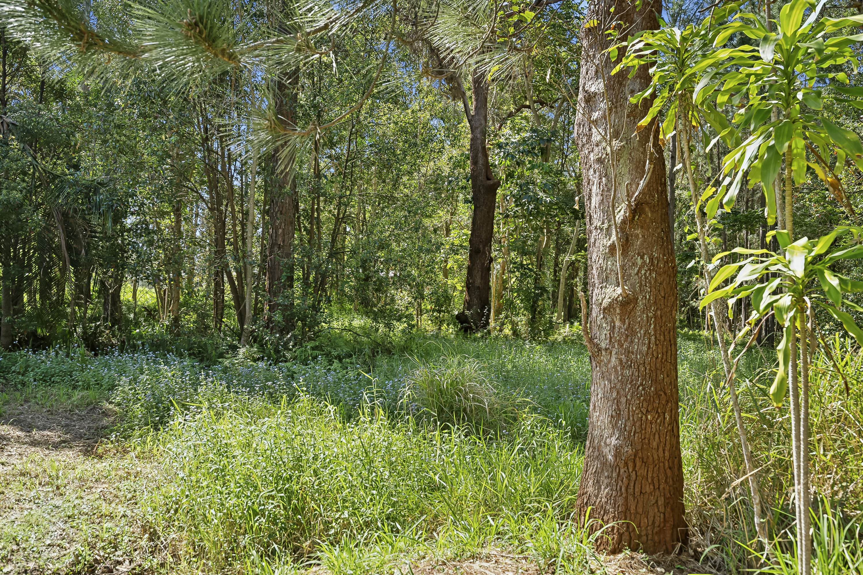 13 MOOLOOLAH ST, LANDSBOROUGH QLD 4550, 0部屋, 0バスルーム, Section