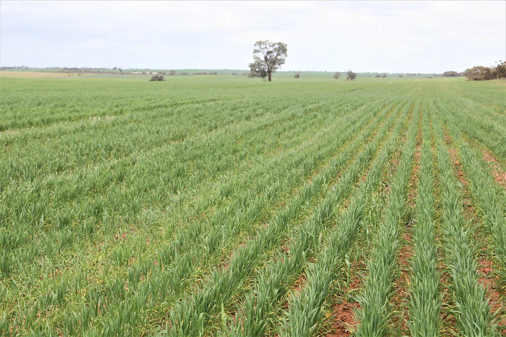 Werrimull Premium Eastern Millewa Cropping & Prime Lamb Producing Enterprise