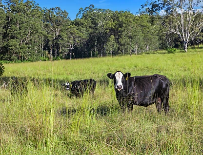 Lot 62-69 Duck Creek Road, Old Bonalbo, North Coast, 0 rūma, 0 rūma horoi, Lifestyle Property