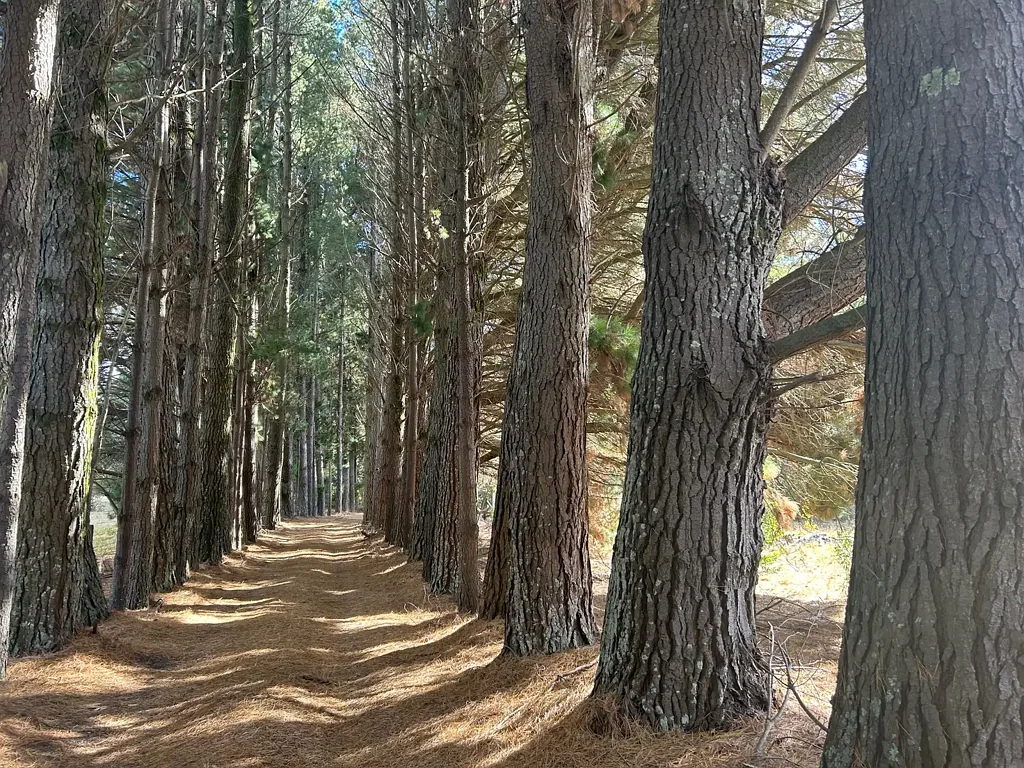 Trentham 3房  "Beautiful Bluemount"
Build your second Home on 6 acres in Residential Zoning!