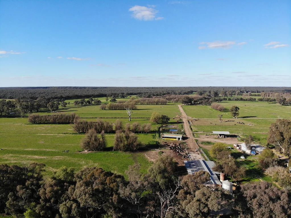 Gunbower Picturesque Gunbower Island Dairy Farm with Gunbower State Forest Back Drop