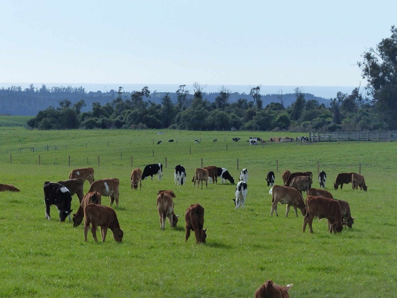 Tavistock Road, Otaio, Waimate, 3 habitaciones, 0 baños