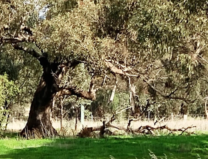 Address Withheld, Bonn, VIC 3561, 0 ห้องนอน, 0 ห้องน้ำ, Section