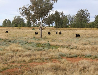 "Geebung" Gwydir Highway, Gravesend, NSW 2401, 0 ਕਮਰੇ, 0 ਬਾਥਰੂਮ, Lifestyle Property