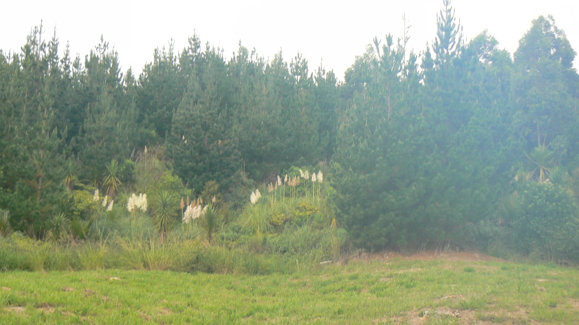 Rawene Hokianga Bush Block or Lifestyle