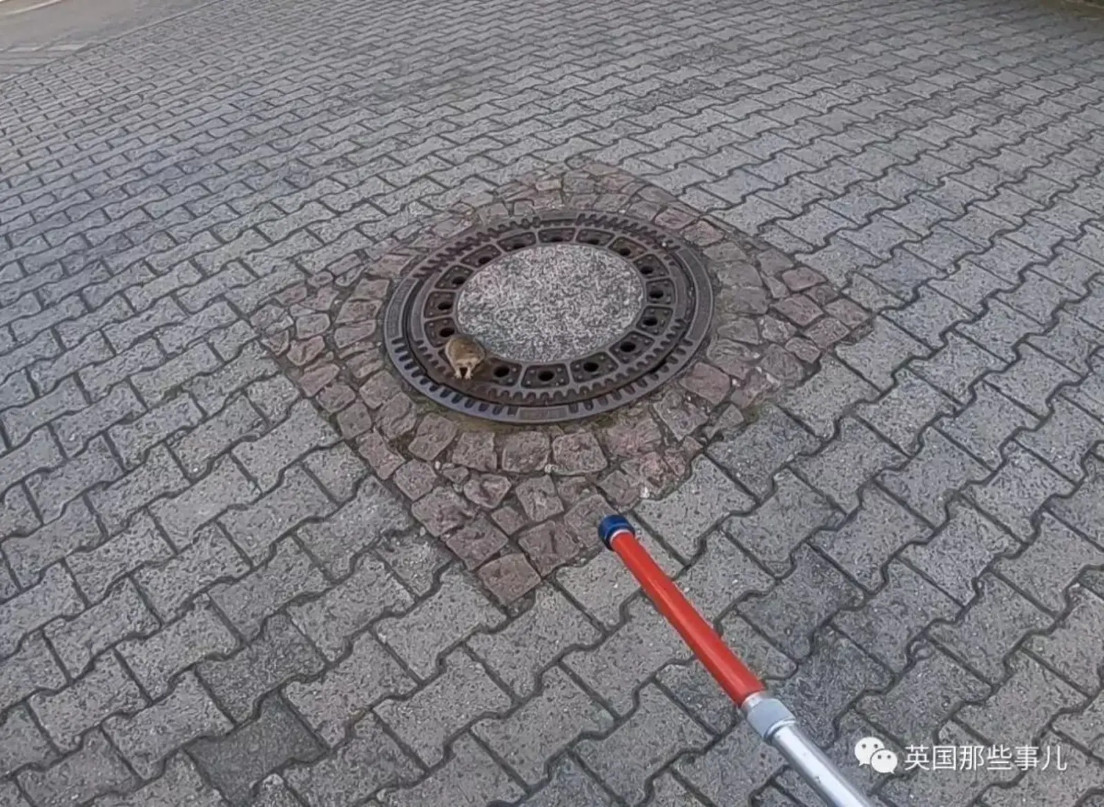 为了救只太胖卡住的老鼠，德国竟然出动了一支消防队..