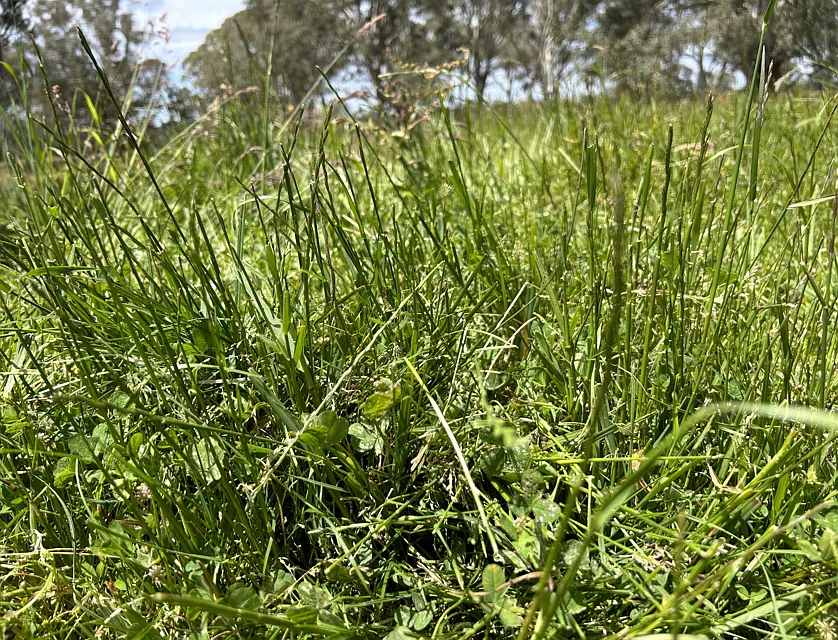 Lot/4 Sullivans Rd, Dartmoor, Portland and Glenelg Shire, 0房, 0浴, Lifestyle Property