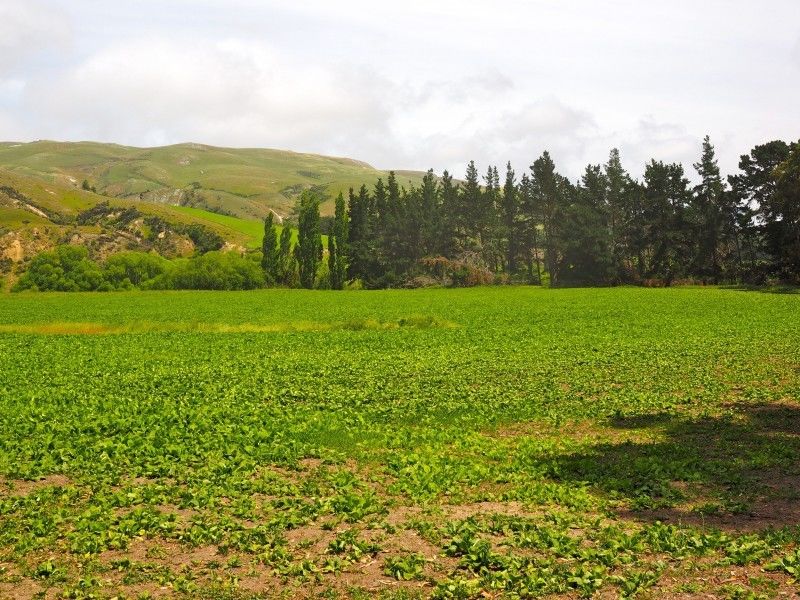 Blythe Road, Domett, Hurunui, 0 Bedrooms, 1 Bathrooms