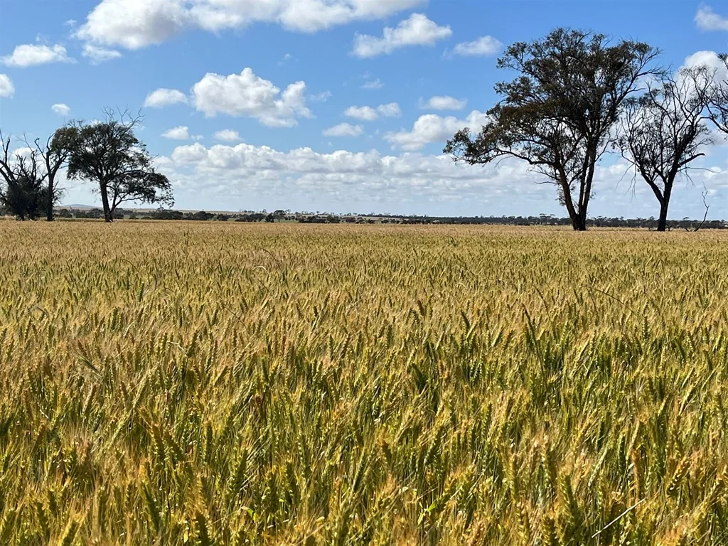 Trayning For Lease by Tender  809 hectares