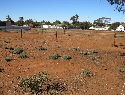 Lot 873 Victoria East Street, Peterborough, Barossa - Yorke - Mid North, 0 habitaciones, 0 baños, Section