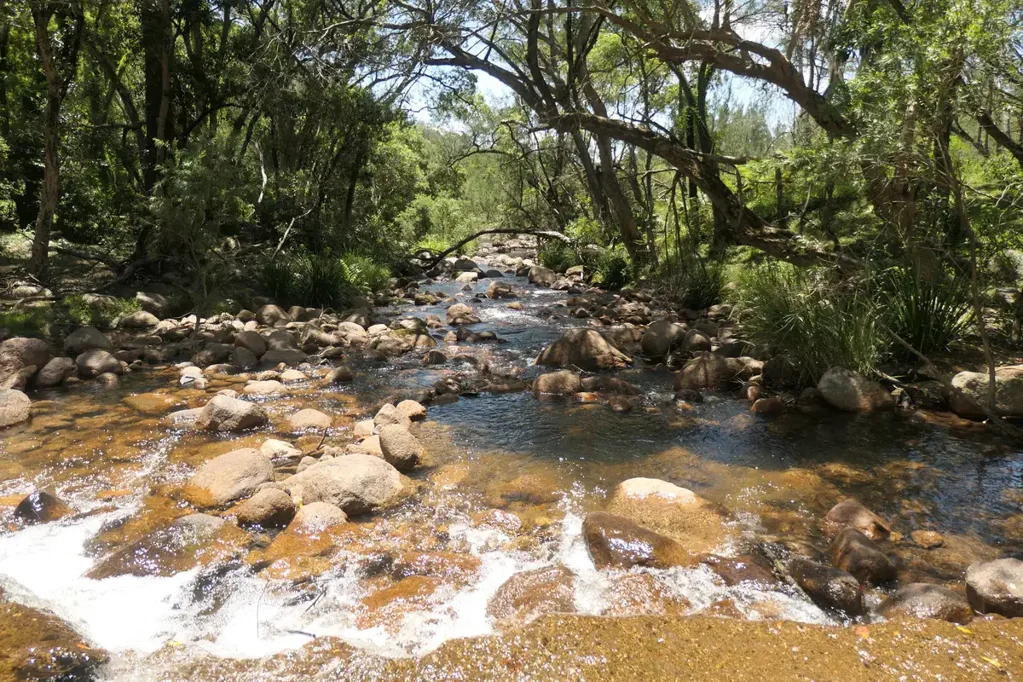 Rocky River HIDDEN FOREST