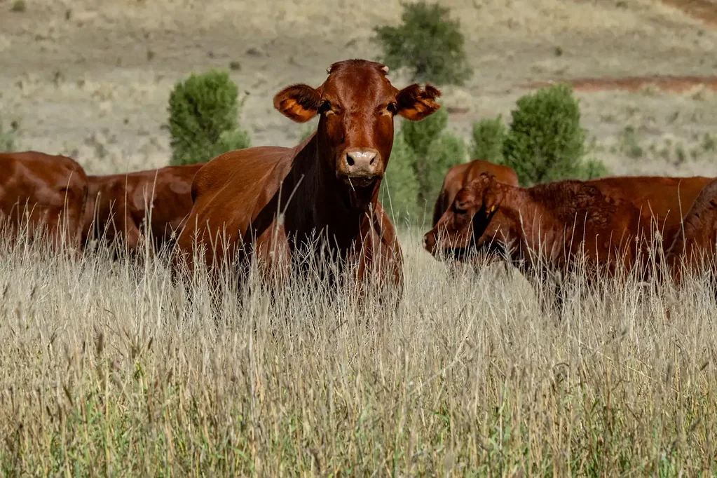 Taroom "Moorang"  Highly Regarded Taroom Buffel Country