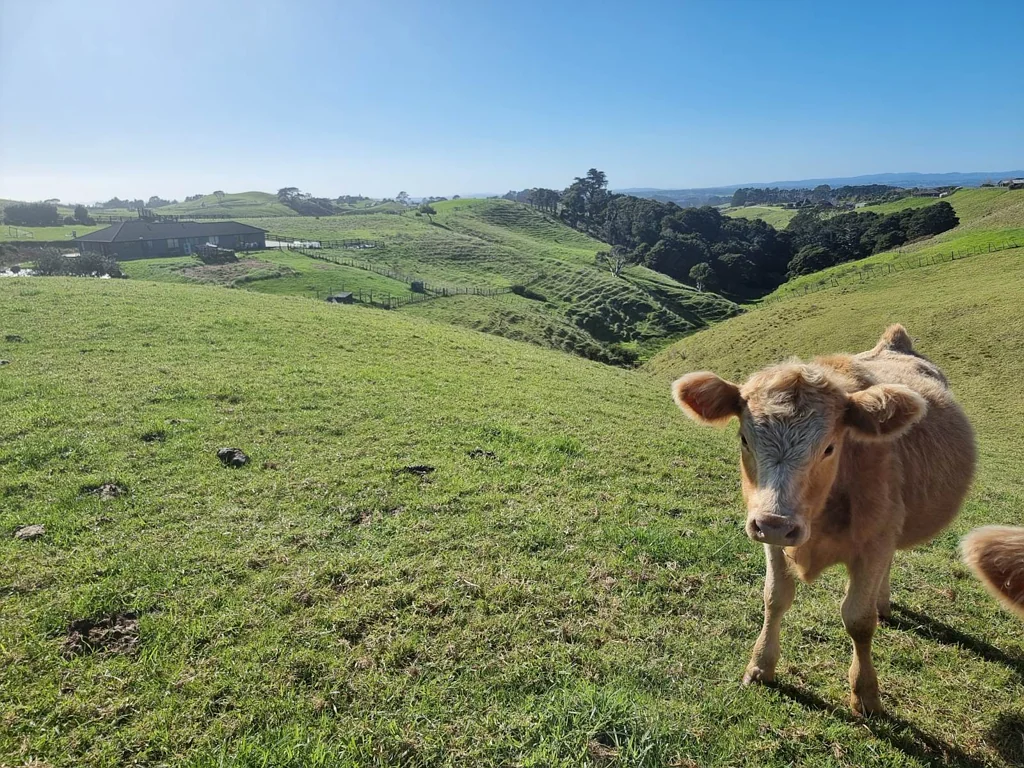 Waiuku Elevated Coastal Canvas – 1.65ha on the Awhitu...
