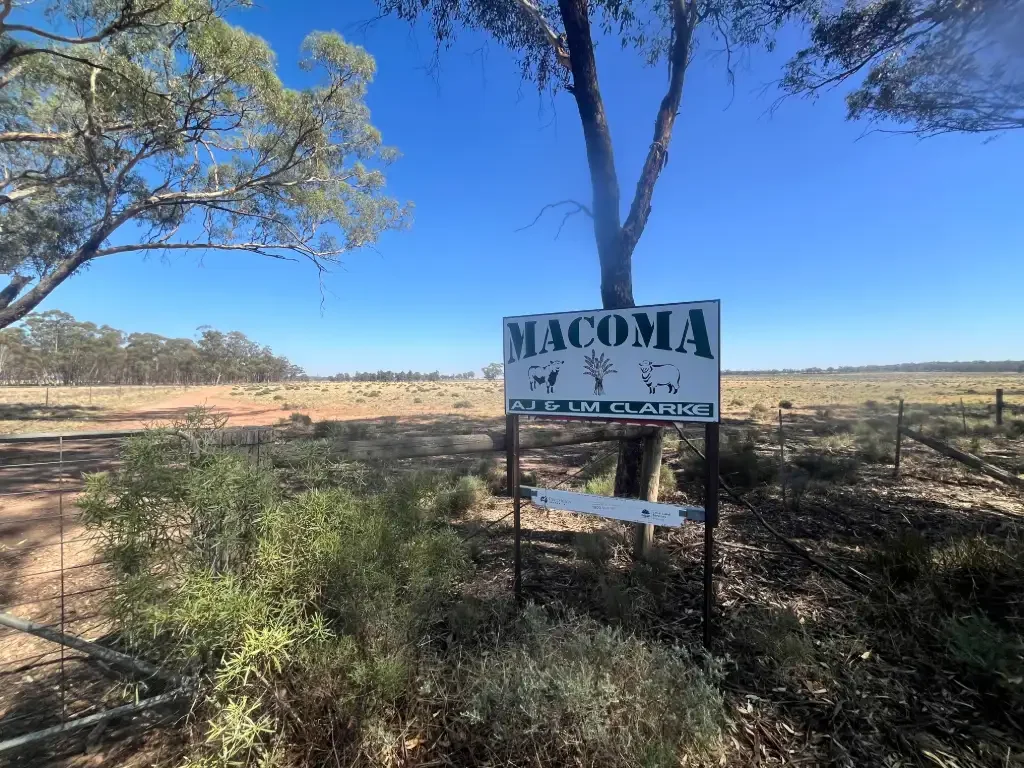 West Wyalong  'Macoma'