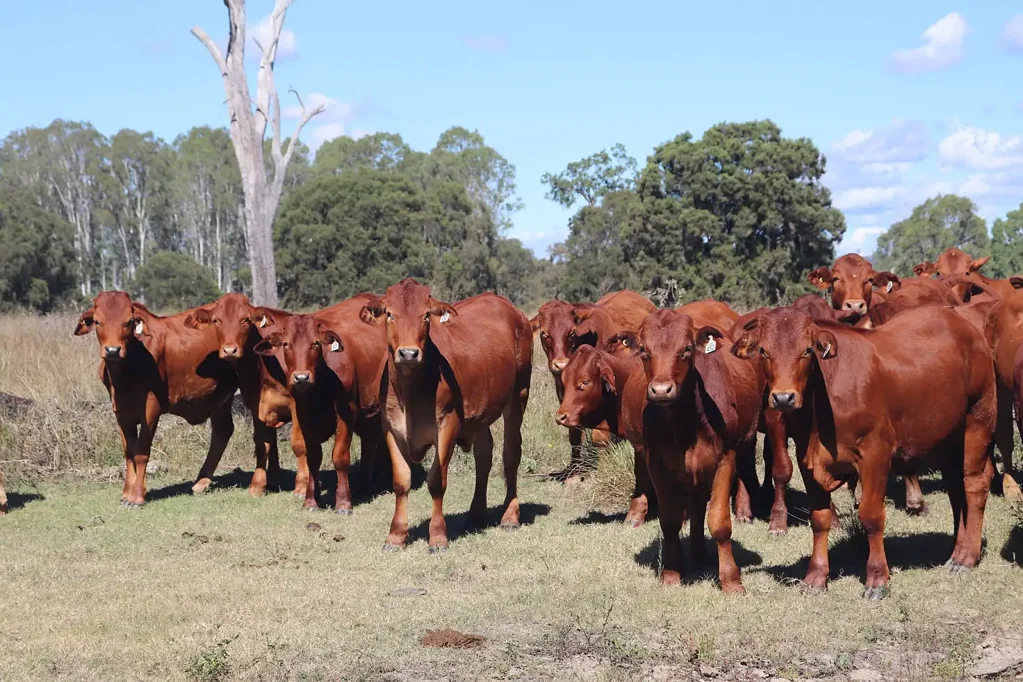 Mungungo 'Hillview' - Development Opportunity, Water Security & Fat Cattle