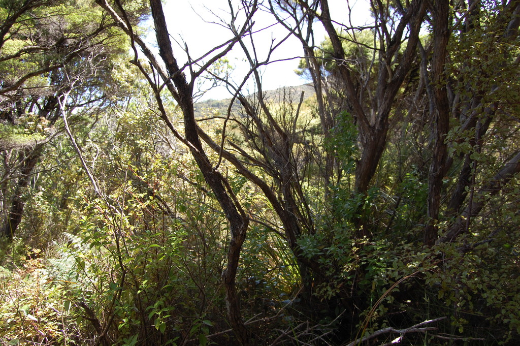 224b Blind Bay Road, Great Barrier Island (Aotea Island), Auckland, 0 habitaciones, 0 baños