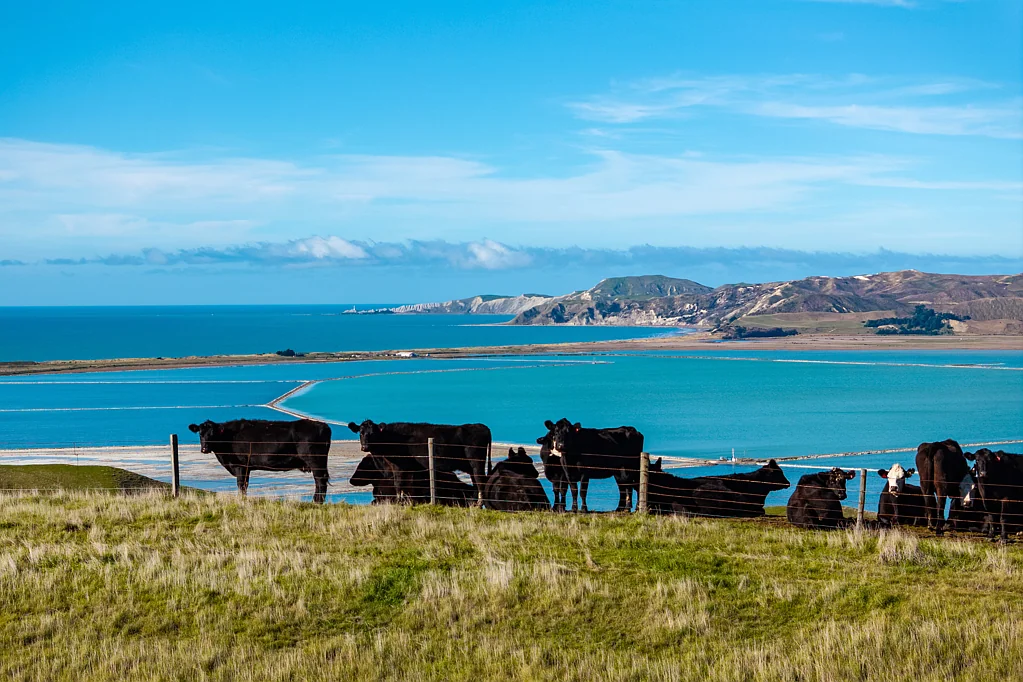 Seddon  Versatile and sizeable south Marlborough farm