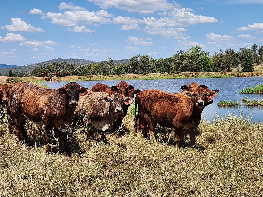 Mundubbera Quality Mundowran Scrub Country
