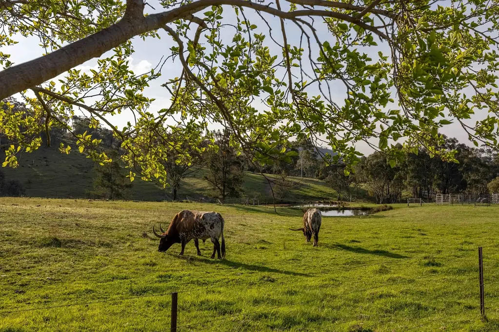 Mudgee 100 Acre Lifestyle Property