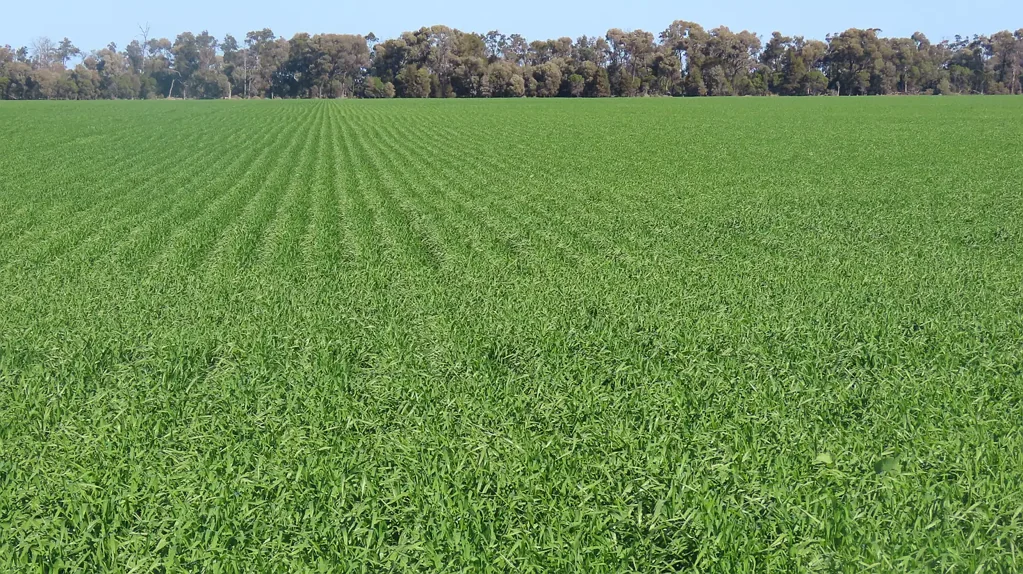 Goondiwindi INSTITUTIONAL DRYLAND CROPPING ENTERPRISE & GRAIN RECEIVAL SITE