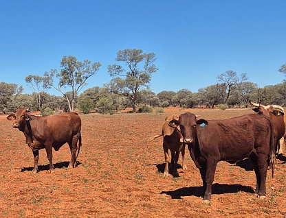  Mount Magnet - Sandstone Road, Mount Magnet, Outback (South), 0 침실, 0 욕실, Lifestyle Property