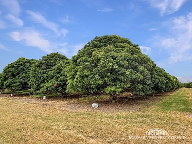 526 Mareeba-Dimbulah Road, Mareeba, QLD 4880, 3 Schlafzimmer, 1 Badezimmer, Lifestyle Property