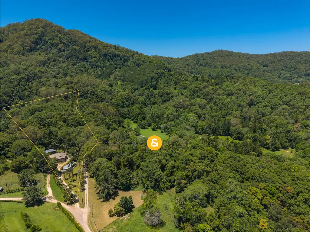 Stunning rainforest views