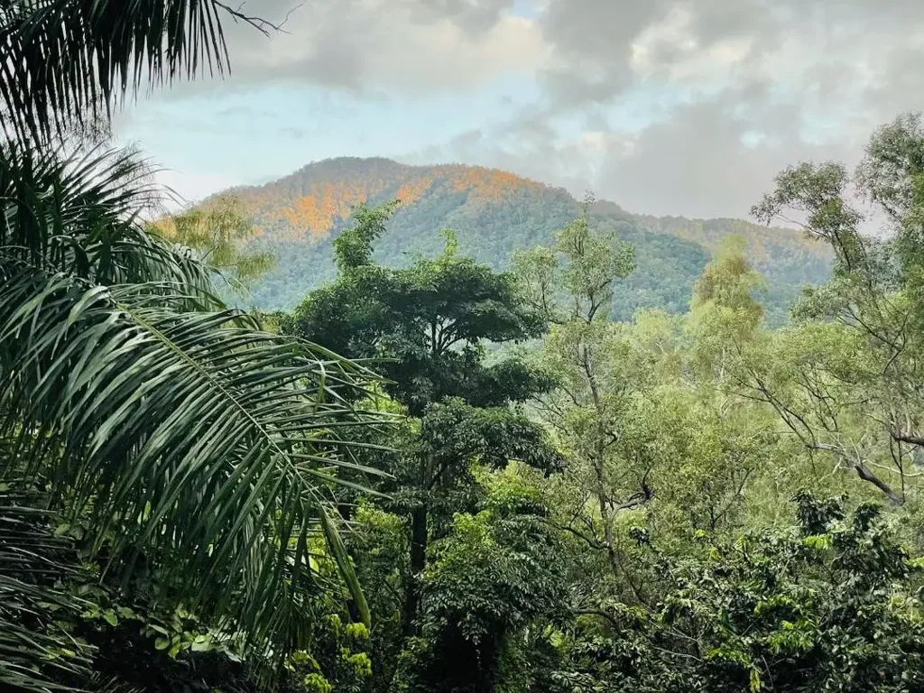 Redlynch Peace and quiet, acreage Home and Land adjacent Crystal Cascades, elevated views, yet only 20 minutes to Cairns