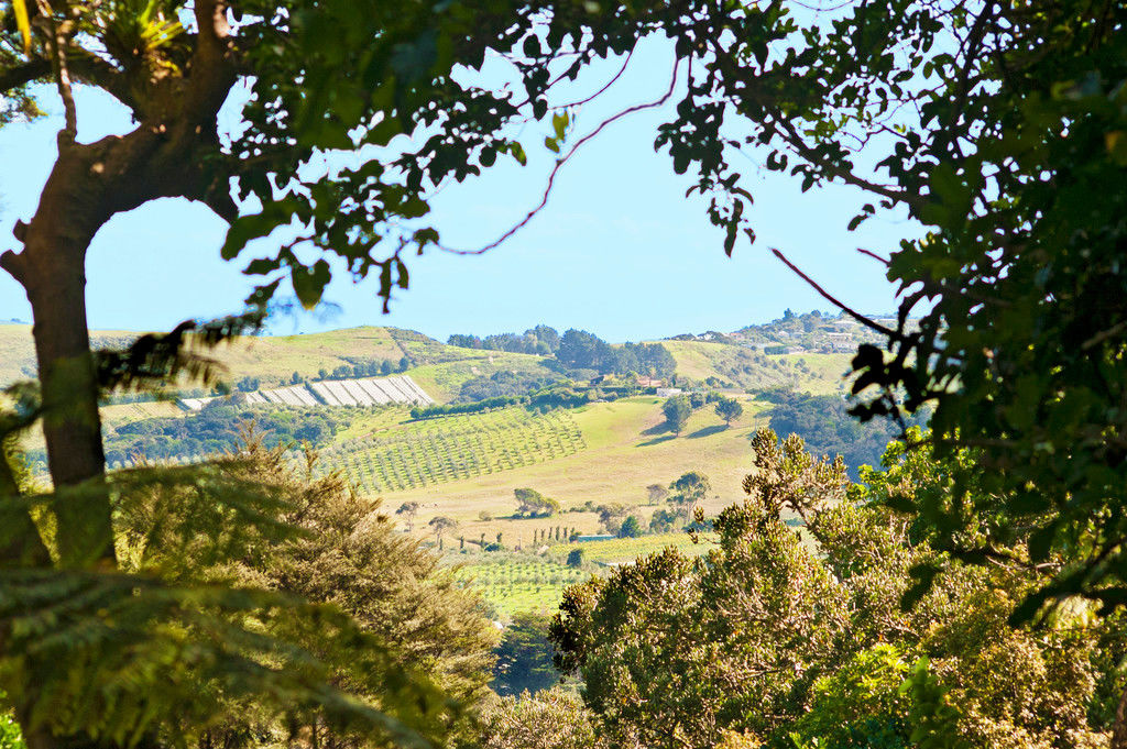 Hauraki Gulf Islands