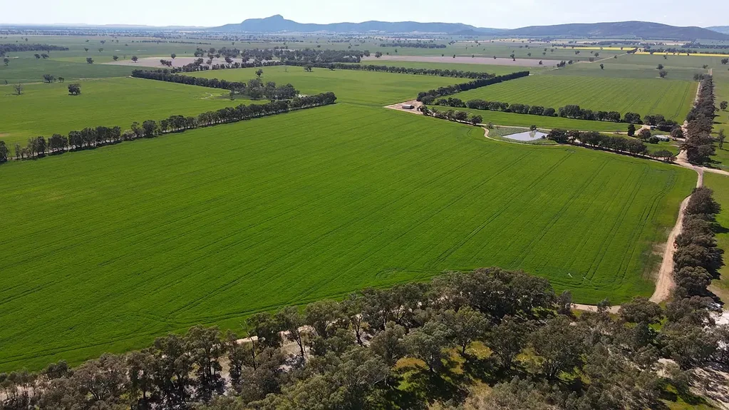Yerong Creek Yerong Creek Cropping & Grazing!
