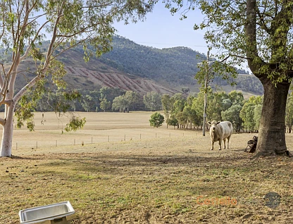 8243 Murray River Rd, Walwa, Wangaratta, 3房, 1浴, Lifestyle Property