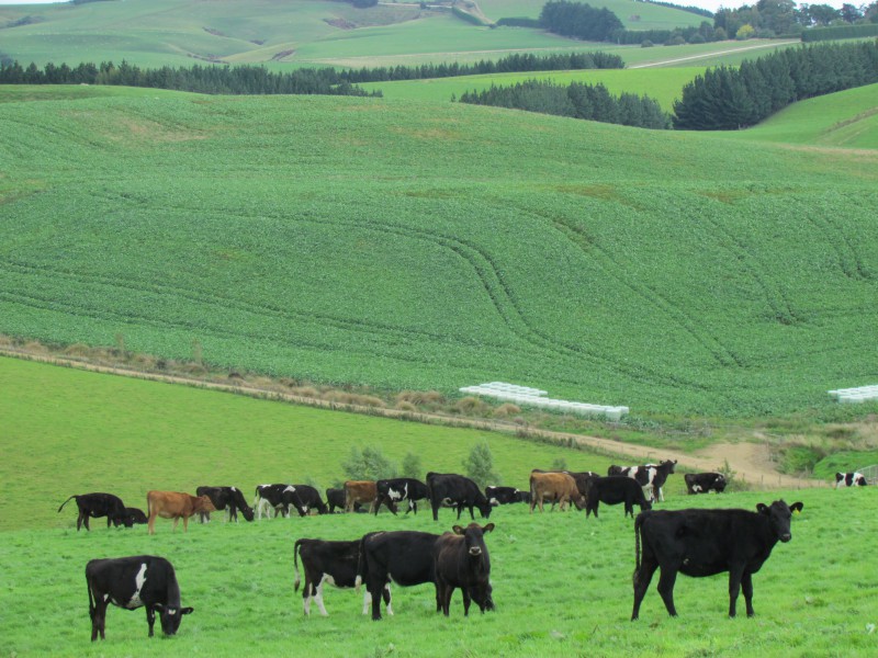 328 Woodslea Downs Road, Wyndham Surrounds, Southland, 0 rūma, 0 rūma horoi, Grazing