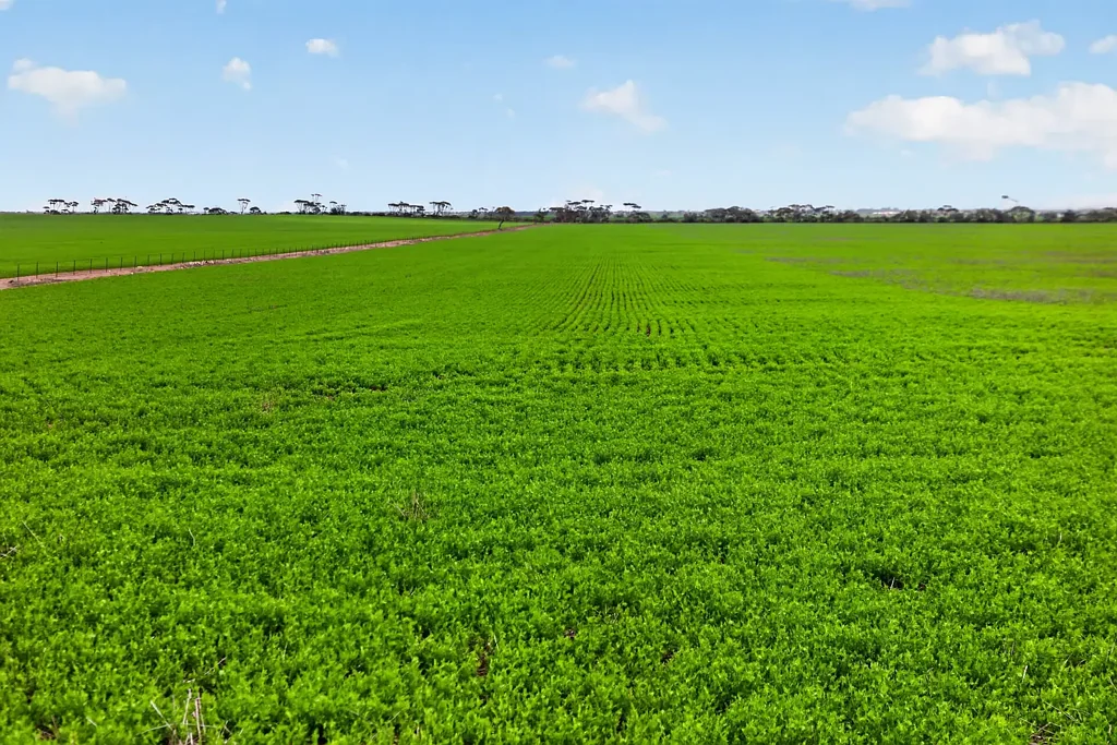 Thrington Quality Upper Yorke Peninsula Cropping Property