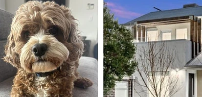 狗狗也能卖房？AI“会说话的Ollie”让澳洲房源爆红！