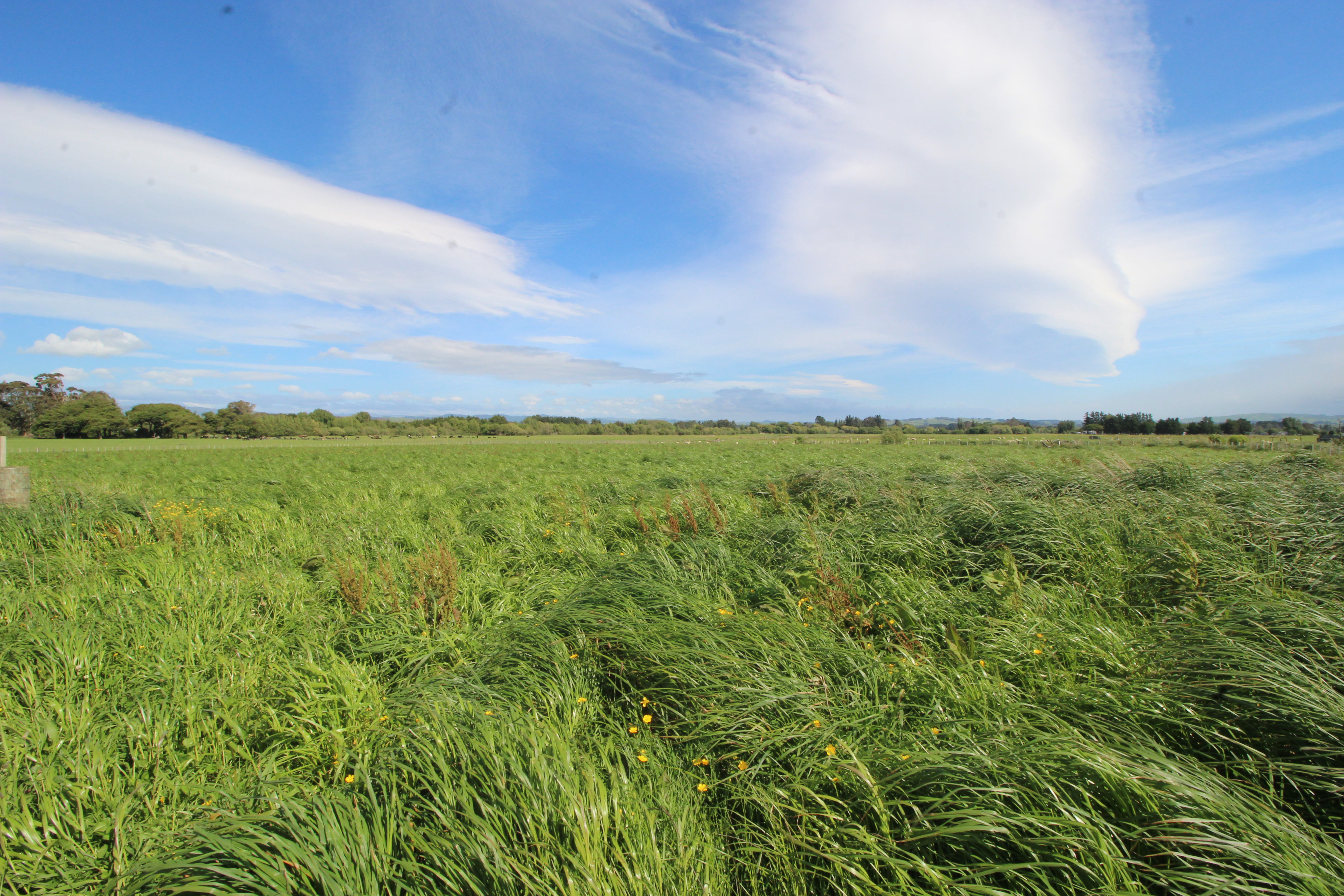 109 Sowry Road, Woodville, Tararua, 0 Kuwarto, 0 Banyo, Section