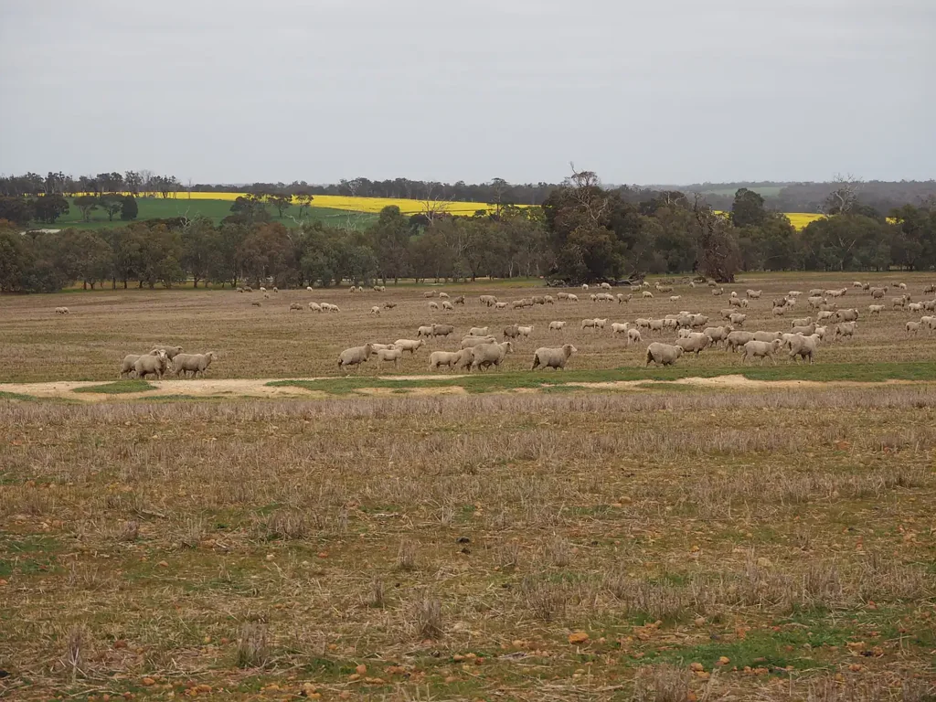 Cranbrook  Dowrene Farm, Cranbrook - ideal add-on or lifestyle block