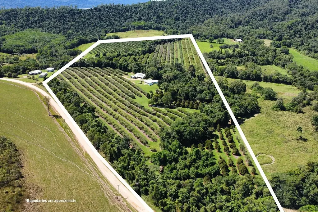 Dingo Pocket 3房  🌴 Established Tropical Fruit Farm | Approx. 50 Acres | Proven Performance & Exceptional Infrastructure 🍍