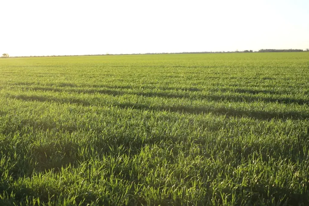  Homedale, Garah, NSW 2405