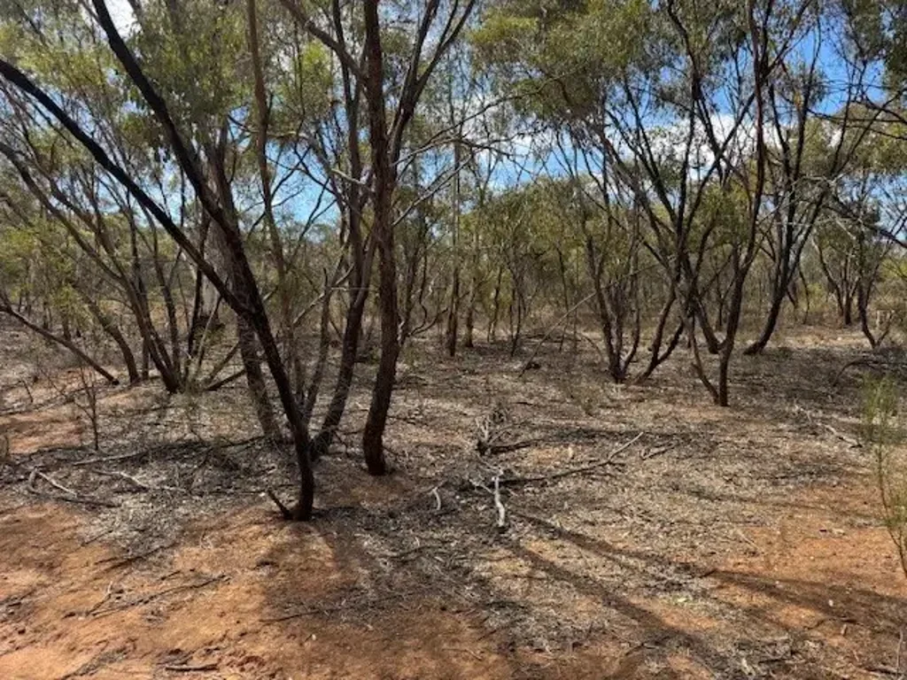 Wedderburn  20 ACRES - BUILD/CAMP/EXPLORE - PERFECT BUSH BLOCK!