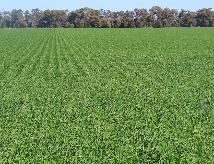 "Carpendale Agri" Gore Hwy, Goondiwindi, Darling Downs, 0 rūma, 0 rūma horoi, Lifestyle Property