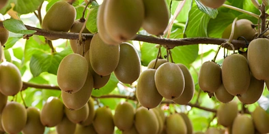 世界级奇异果品牌“佳沛 Zespri”投标出售SunGold奇异果许可 获利9800万！