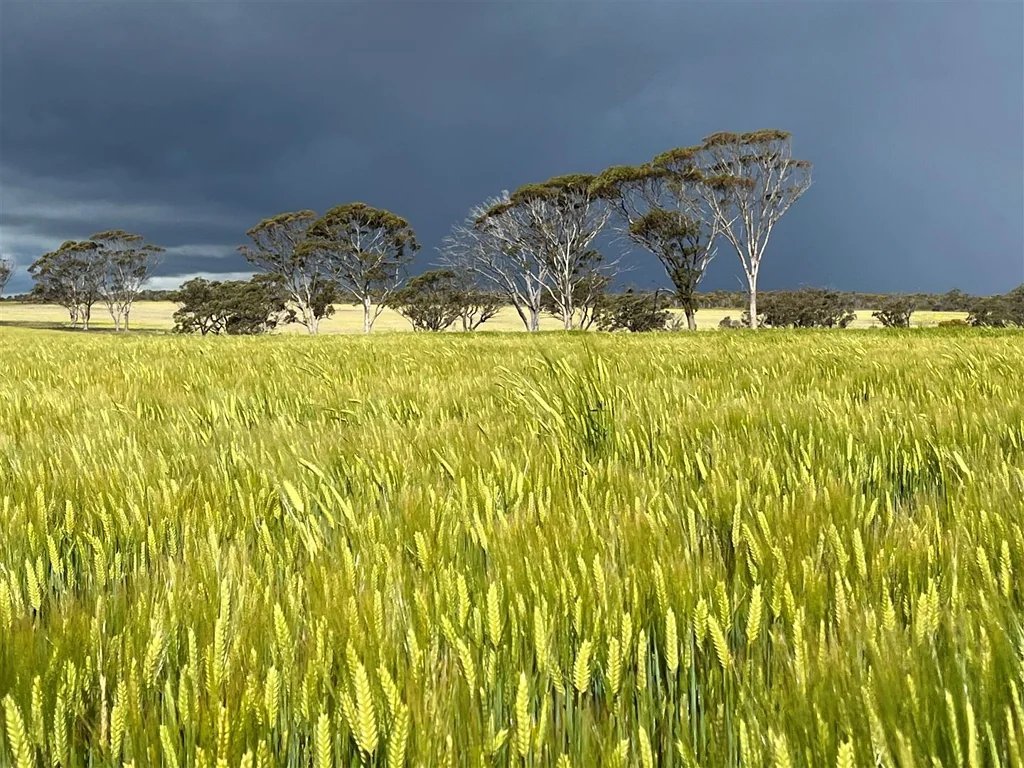 Shackleton Quality, early selection, well farmed