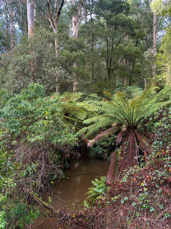 30 CARLISLE VALLEY RD, CARLISLE RIVER VIC 3239, 0 phòng ngủ, 0 phòng tắm, Lifestyle Property