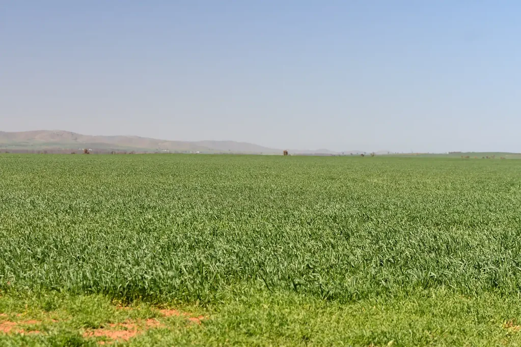 Willowie  208.4 Hectares (514.97 Acres) - Productive Cropping Land