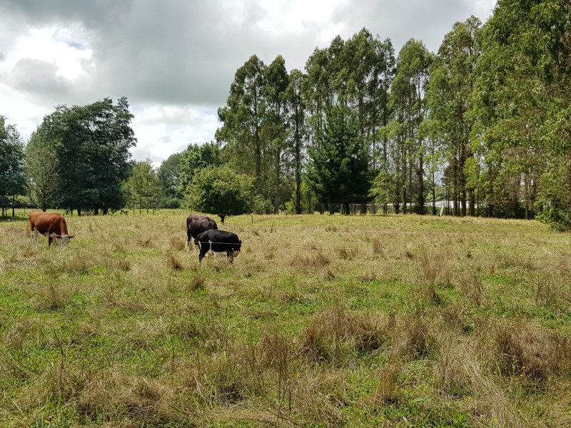 40 Trentham Road, Matangi, Waikato, 4房, 0浴