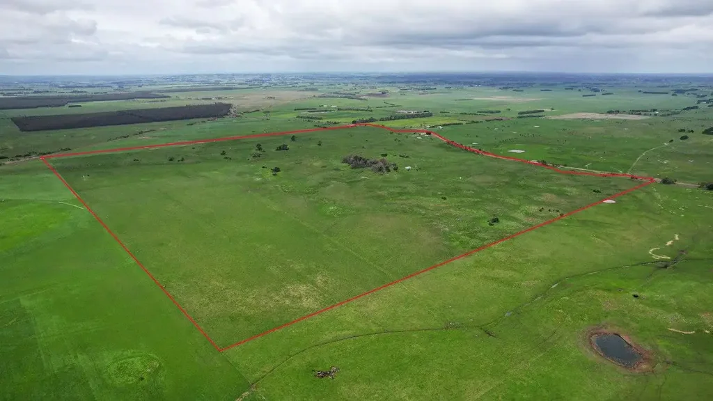 Garvoc Full or feed - Just let the cattle in!